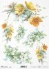 kaczeńce, jaśmin, kwiat, ogród, łąka, wiosna, R961, jasmine, flower, garden, meadow, spring, Jasmin, Blume, Garten, Wiese, Frühling, jazmín, flor, jardín, prado, primavera